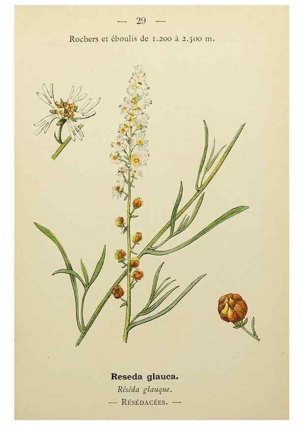 Reproducción/Reproduction 49345398396: Nouvelle flore coloriée de poche des Alpes et des Pyrénées.. Paris,Klincksieck,1906-1912.. 