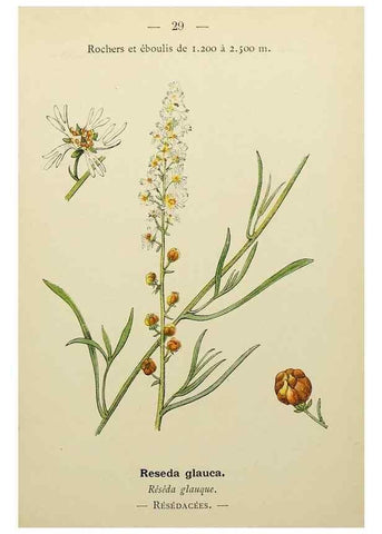 Reproducción/Reproduction 49345398396: Nouvelle flore coloriée de poche des Alpes et des Pyrénées.. Paris,Klincksieck,1906-1912.. 