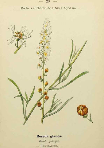Reproducción/Reproduction 49345398396: Nouvelle flore coloriée de poche des Alpes et des Pyrénées.. Paris,Klincksieck,1906-1912.. 