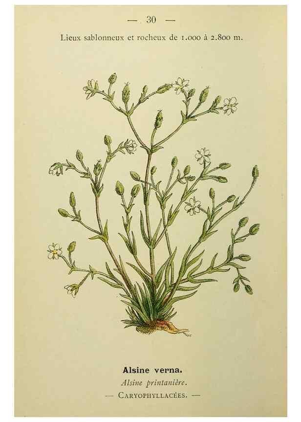 Reproducción/Reproduction 49345612082: Nouvelle flore coloriée de poche des Alpes et des Pyrénées.. Paris,Klincksieck,1906-1912.. 
