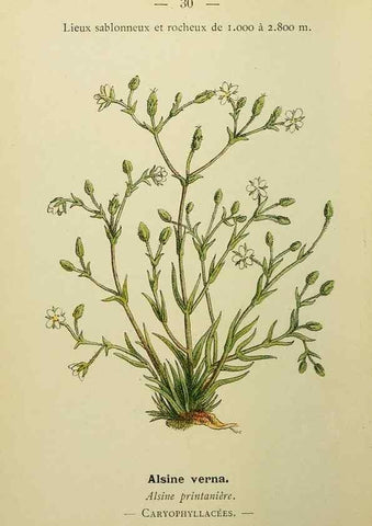 Reproducción/Reproduction 49345612082: Nouvelle flore coloriée de poche des Alpes et des Pyrénées.. Paris,Klincksieck,1906-1912.. 