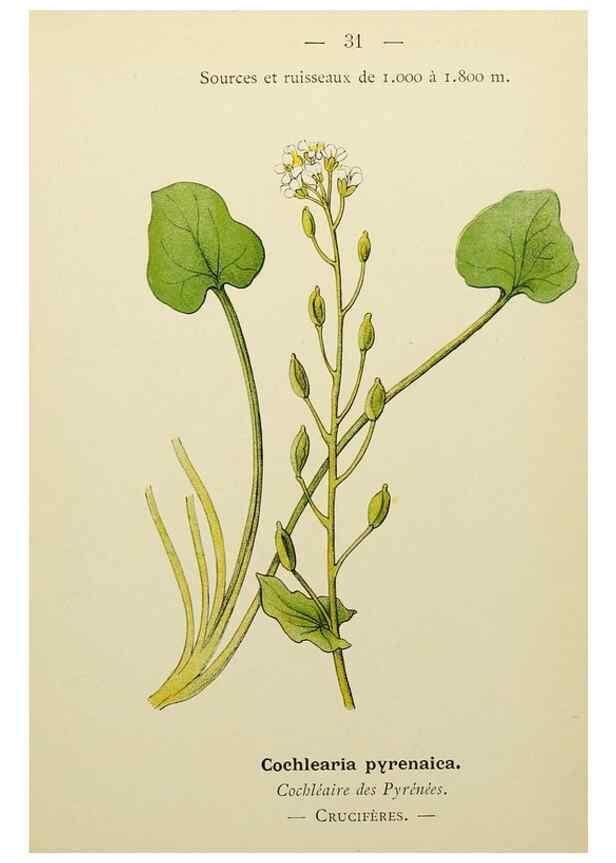 Reproducción/Reproduction 49344938328: Nouvelle flore coloriée de poche des Alpes et des Pyrénées.. Paris,Klincksieck,1906-1912.. 