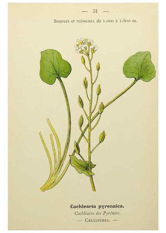 Reproducción/Reproduction 49344938328: Nouvelle flore coloriée de poche des Alpes et des Pyrénées.. Paris,Klincksieck,1906-1912.. 