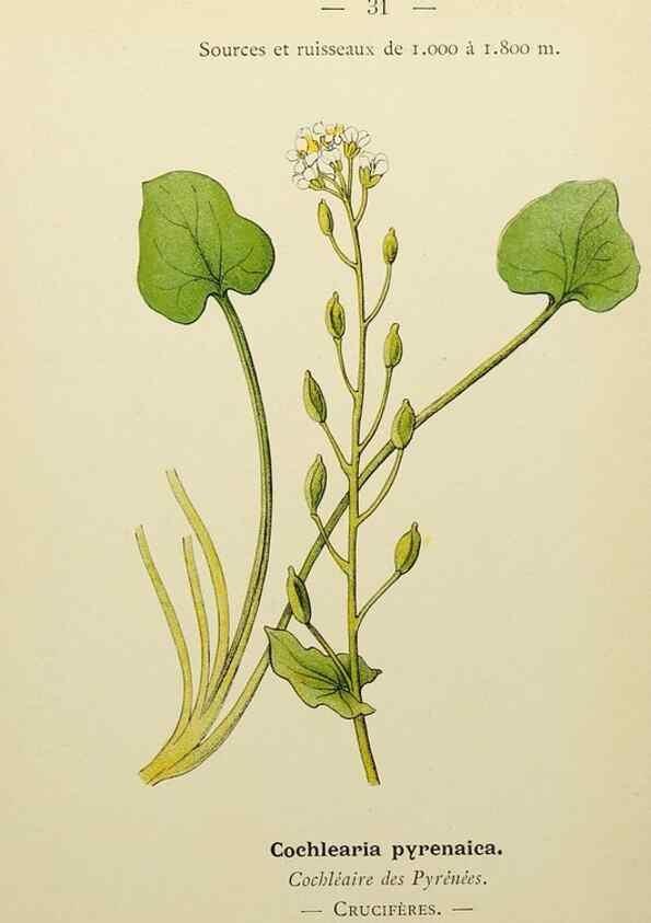 Reproducción/Reproduction 49344938328: Nouvelle flore coloriée de poche des Alpes et des Pyrénées.. Paris,Klincksieck,1906-1912.. 