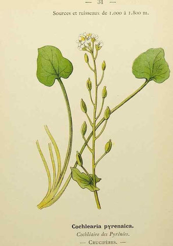 Reproducción/Reproduction 49344938328: Nouvelle flore coloriée de poche des Alpes et des Pyrénées.. Paris,Klincksieck,1906-1912.. 