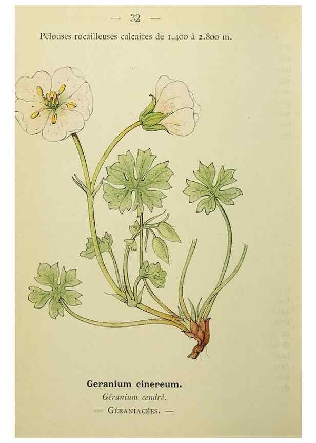 Reproducción/Reproduction 49345399551: Nouvelle flore coloriée de poche des Alpes et des Pyrénées.. Paris,Klincksieck,1906-1912.. 
