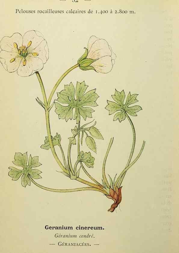 Reproducción/Reproduction 49345399551: Nouvelle flore coloriée de poche des Alpes et des Pyrénées.. Paris,Klincksieck,1906-1912.. 