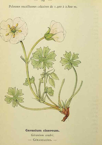 Reproducción/Reproduction 49345399551: Nouvelle flore coloriée de poche des Alpes et des Pyrénées.. Paris,Klincksieck,1906-1912.. 