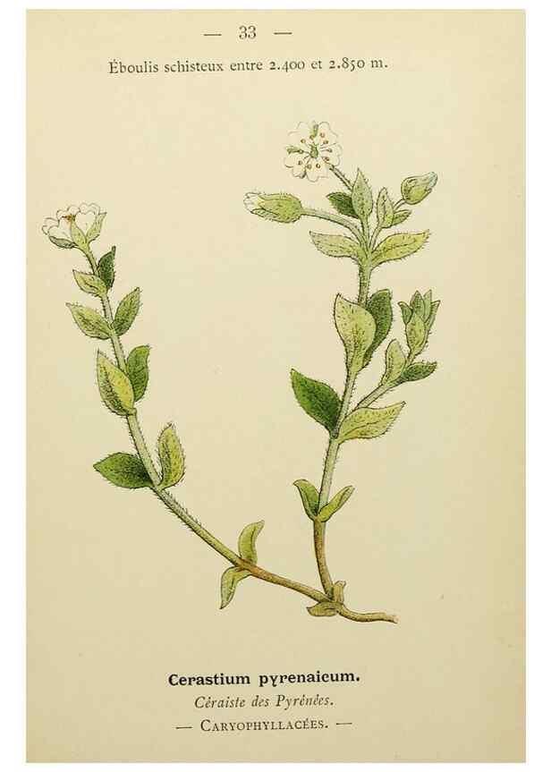 Reproducción/Reproduction 49345613327: Nouvelle flore coloriée de poche des Alpes et des Pyrénées.. Paris,Klincksieck,1906-1912.. 