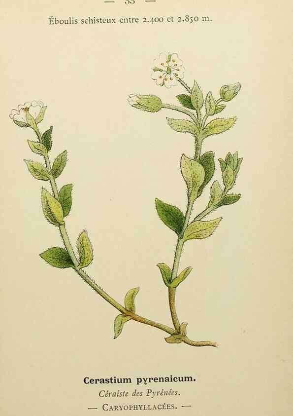 Reproducción/Reproduction 49345613327: Nouvelle flore coloriée de poche des Alpes et des Pyrénées.. Paris,Klincksieck,1906-1912.. 