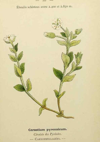 Reproducción/Reproduction 49345613327: Nouvelle flore coloriée de poche des Alpes et des Pyrénées.. Paris,Klincksieck,1906-1912.. 