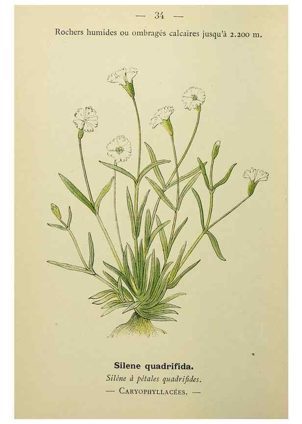 Reproducción/Reproduction 49344939593: Nouvelle flore coloriée de poche des Alpes et des Pyrénées.. Paris,Klincksieck,1906-1912.. 