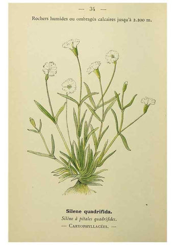Reproducción/Reproduction 49344939593: Nouvelle flore coloriée de poche des Alpes et des Pyrénées.. Paris,Klincksieck,1906-1912.. 