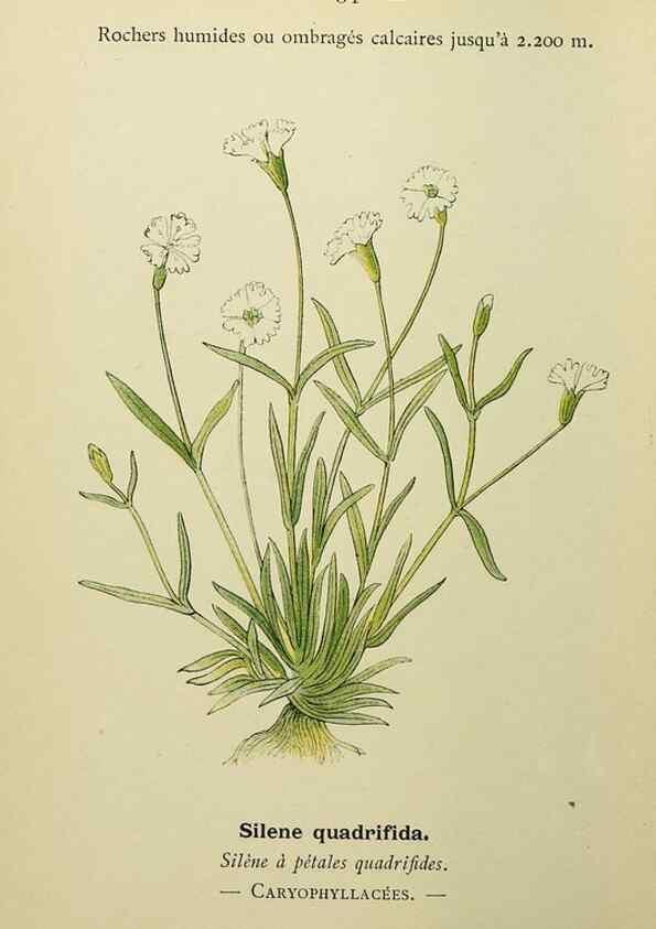 Reproducción/Reproduction 49344939593: Nouvelle flore coloriée de poche des Alpes et des Pyrénées.. Paris,Klincksieck,1906-1912.. 