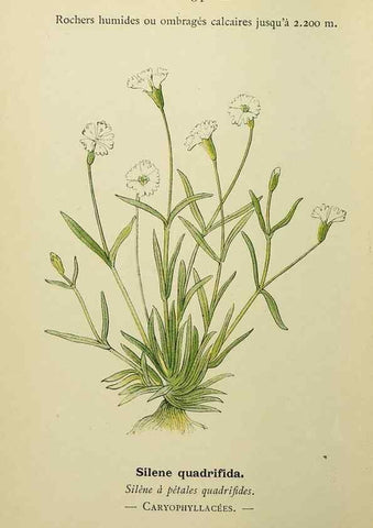 Reproducción/Reproduction 49344939593: Nouvelle flore coloriée de poche des Alpes et des Pyrénées.. Paris,Klincksieck,1906-1912.. 