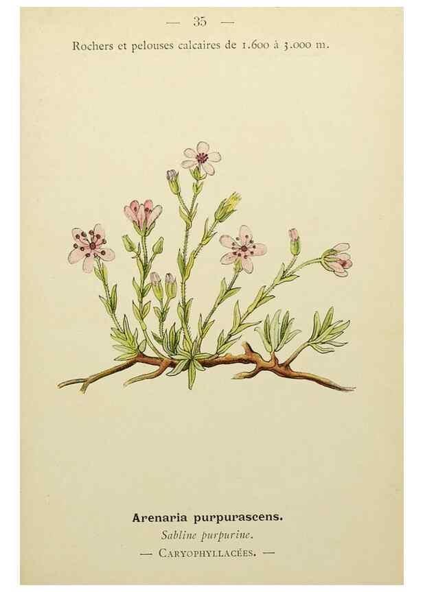 Reproducción/Reproduction 49345400716: Nouvelle flore coloriée de poche des Alpes et des Pyrénées.. Paris,Klincksieck,1906-1912.. 
