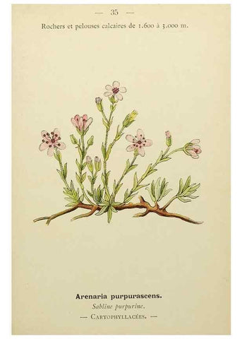 Reproducción/Reproduction 49345400716: Nouvelle flore coloriée de poche des Alpes et des Pyrénées.. Paris,Klincksieck,1906-1912.. 