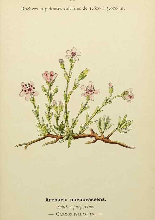 Reproducción/Reproduction 49345400716: Nouvelle flore coloriée de poche des Alpes et des Pyrénées.. Paris,Klincksieck,1906-1912.. 
