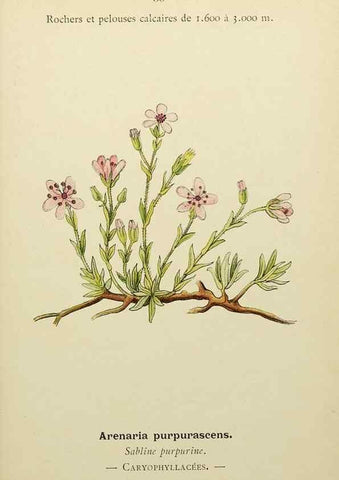 Reproducción/Reproduction 49345400716: Nouvelle flore coloriée de poche des Alpes et des Pyrénées.. Paris,Klincksieck,1906-1912.. 