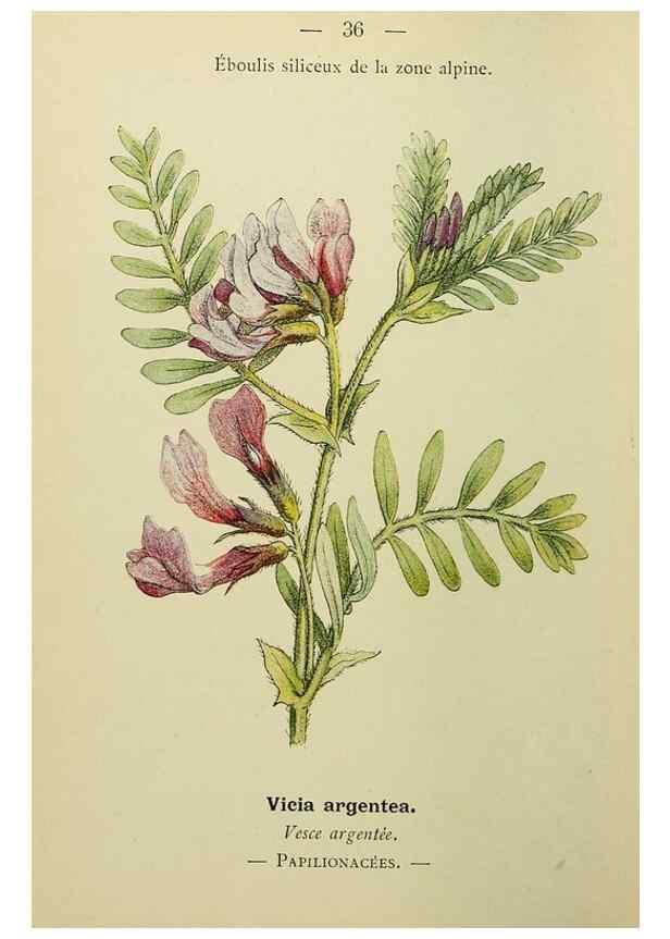 Reproducción/Reproduction 49344940463: Nouvelle flore coloriée de poche des Alpes et des Pyrénées.. Paris,Klincksieck,1906-1912.. 