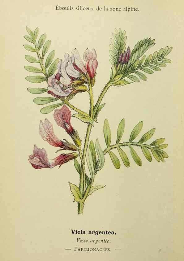Reproducción/Reproduction 49344940463: Nouvelle flore coloriée de poche des Alpes et des Pyrénées.. Paris,Klincksieck,1906-1912.. 
