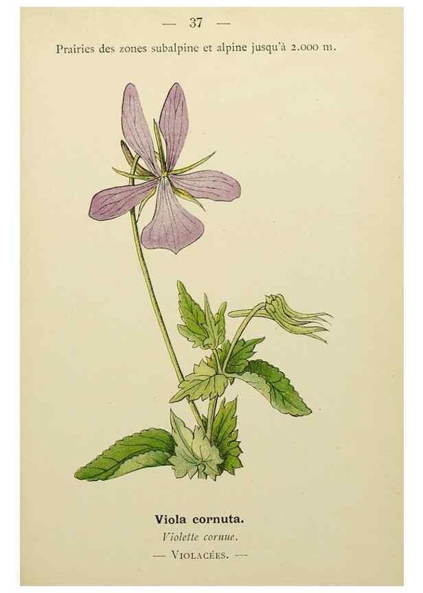 Reproducción/Reproduction 49345401566: Nouvelle flore coloriée de poche des Alpes et des Pyrénées.. Paris,Klincksieck,1906-1912.. 