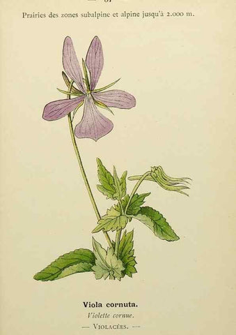 Reproducción/Reproduction 49345401566: Nouvelle flore coloriée de poche des Alpes et des Pyrénées.. Paris,Klincksieck,1906-1912.. 
