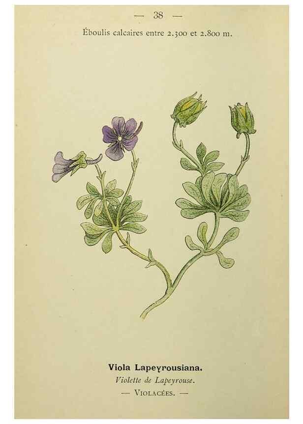 Reproducción/Reproduction 49344941328: Nouvelle flore coloriée de poche des Alpes et des Pyrénées.. Paris,Klincksieck,1906-1912.. 