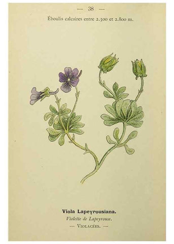 Reproducción/Reproduction 49344941328: Nouvelle flore coloriée de poche des Alpes et des Pyrénées.. Paris,Klincksieck,1906-1912.. 