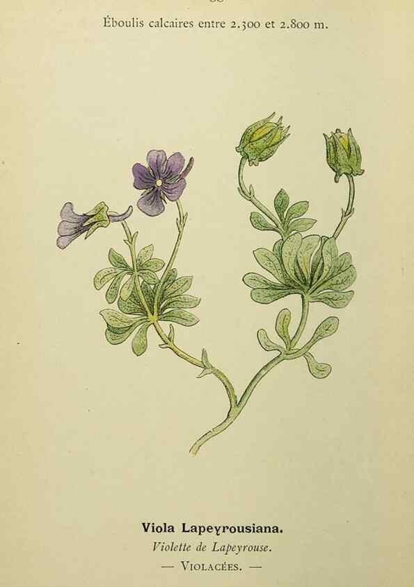 Reproducción/Reproduction 49344941328: Nouvelle flore coloriée de poche des Alpes et des Pyrénées.. Paris,Klincksieck,1906-1912.. 
