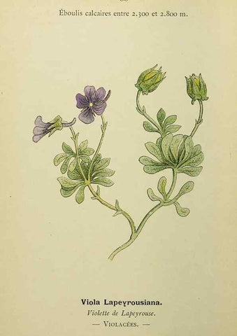 Reproducción/Reproduction 49344941328: Nouvelle flore coloriée de poche des Alpes et des Pyrénées.. Paris,Klincksieck,1906-1912.. 