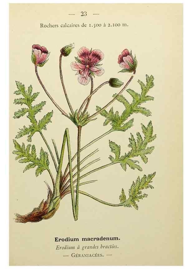 Reproducción/Reproduction 49344935493: Nouvelle flore coloriée de poche des Alpes et des Pyrénées.. Paris,Klincksieck,1906-1912.. 