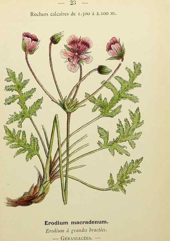 Reproducción/Reproduction 49344935493: Nouvelle flore coloriée de poche des Alpes et des Pyrénées.. Paris,Klincksieck,1906-1912.. 