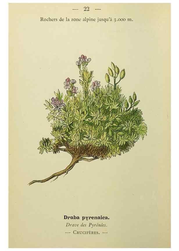 Reproducción/Reproduction 49345609152: Nouvelle flore coloriée de poche des Alpes et des Pyrénées.. Paris,Klincksieck,1906-1912.. 