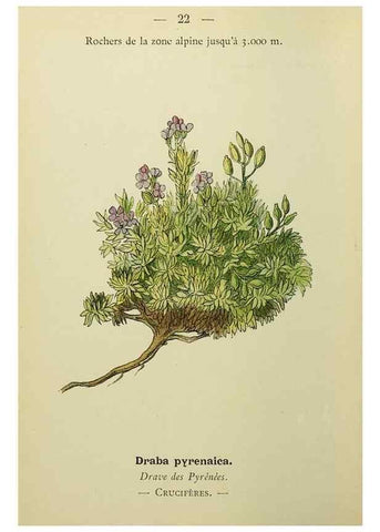 Reproducción/Reproduction 49345609152: Nouvelle flore coloriée de poche des Alpes et des Pyrénées.. Paris,Klincksieck,1906-1912.. 