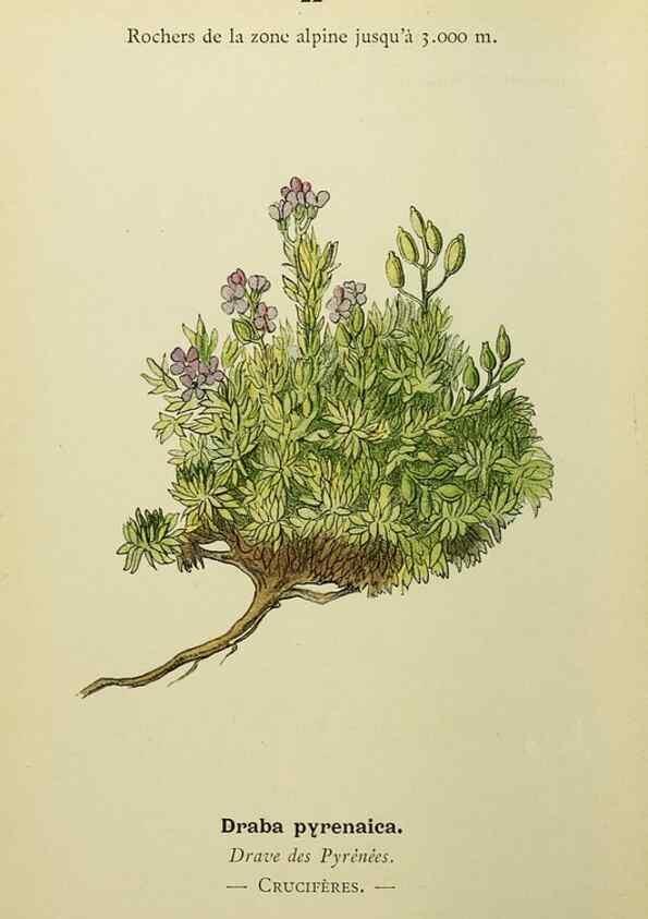 Reproducción/Reproduction 49345609152: Nouvelle flore coloriée de poche des Alpes et des Pyrénées.. Paris,Klincksieck,1906-1912.. 