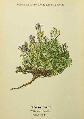 Reproducción/Reproduction 49345609152: Nouvelle flore coloriée de poche des Alpes et des Pyrénées.. Paris,Klincksieck,1906-1912.. 