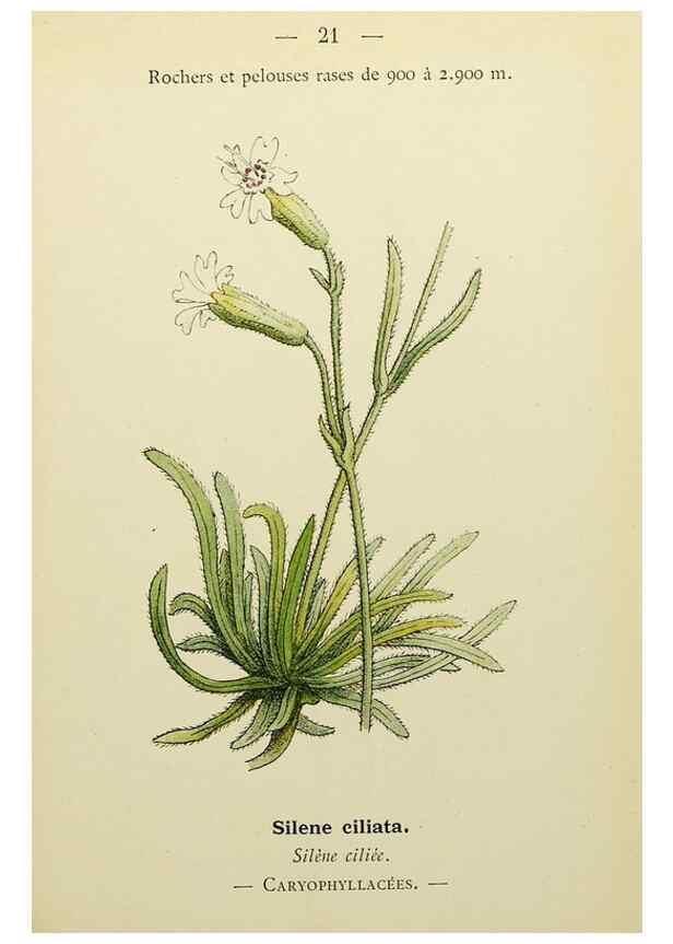 Reproducción/Reproduction 49345395146: Nouvelle flore coloriée de poche des Alpes et des Pyrénées.. Paris,Klincksieck,1906-1912.. 