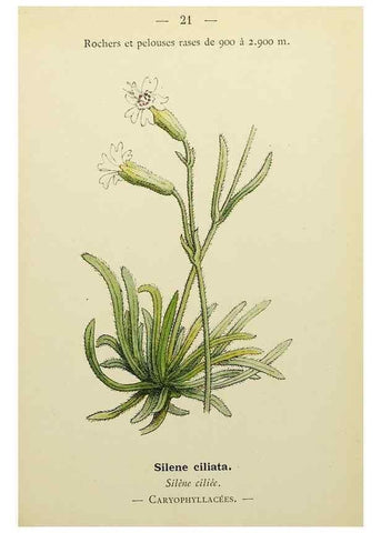 Reproducción/Reproduction 49345395146: Nouvelle flore coloriée de poche des Alpes et des Pyrénées.. Paris,Klincksieck,1906-1912.. 