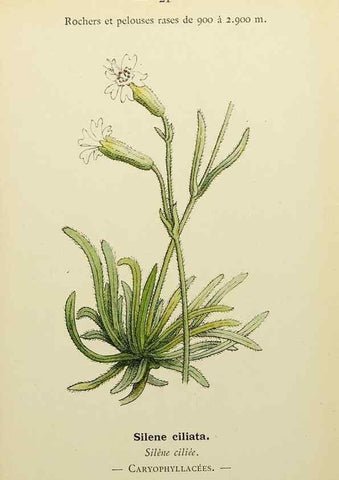 Reproducción/Reproduction 49345395146: Nouvelle flore coloriée de poche des Alpes et des Pyrénées.. Paris,Klincksieck,1906-1912.. 
