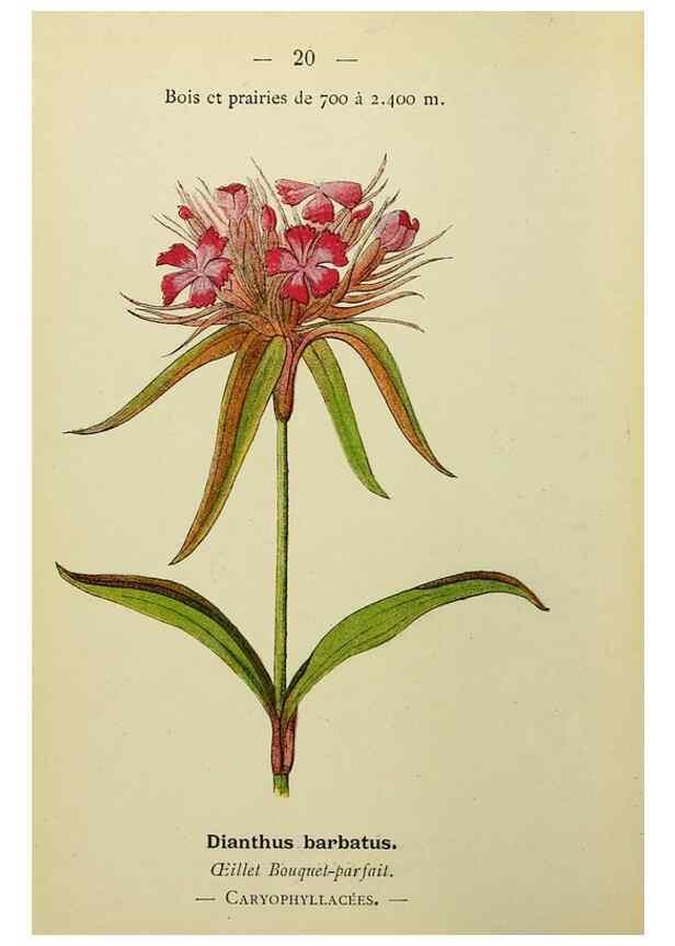 Reproducción/Reproduction 49345394636: Nouvelle flore coloriée de poche des Alpes et des Pyrénées.. Paris,Klincksieck,1906-1912.. 