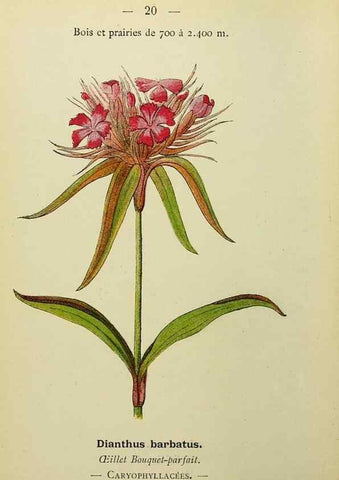 Reproducción/Reproduction 49345394636: Nouvelle flore coloriée de poche des Alpes et des Pyrénées.. Paris,Klincksieck,1906-1912.. 