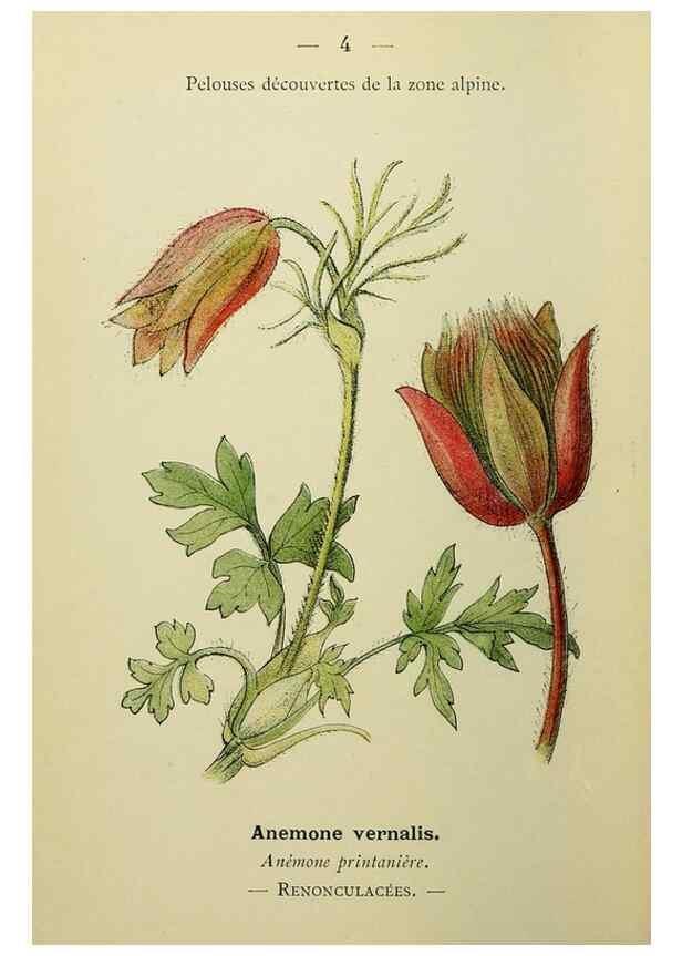 Reproducción/Reproduction 49345388356: Nouvelle flore coloriée de poche des Alpes et des Pyrénées.. Paris,Klincksieck,1906-1912.. 
