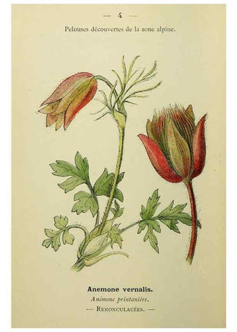 Reproducción/Reproduction 49345388356: Nouvelle flore coloriée de poche des Alpes et des Pyrénées.. Paris,Klincksieck,1906-1912.. 