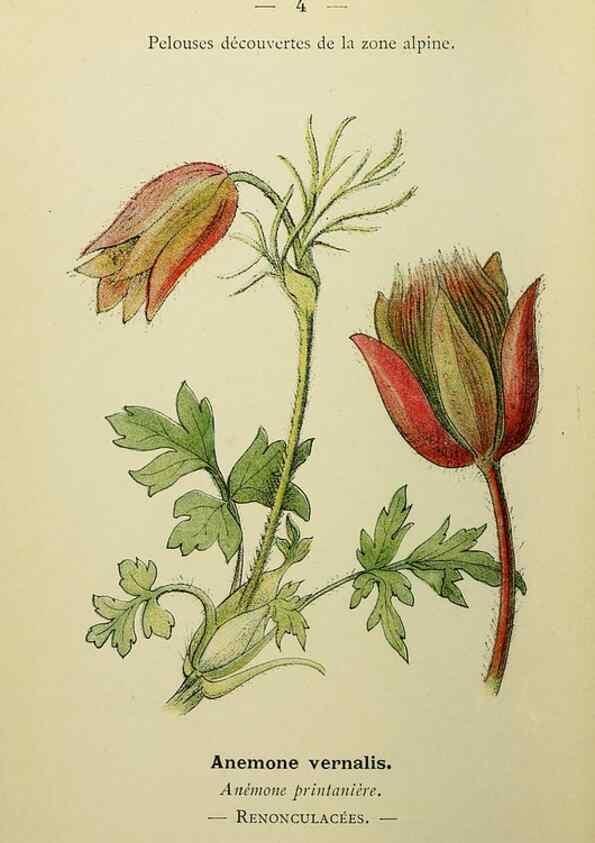 Reproducción/Reproduction 49345388356: Nouvelle flore coloriée de poche des Alpes et des Pyrénées.. Paris,Klincksieck,1906-1912.. 