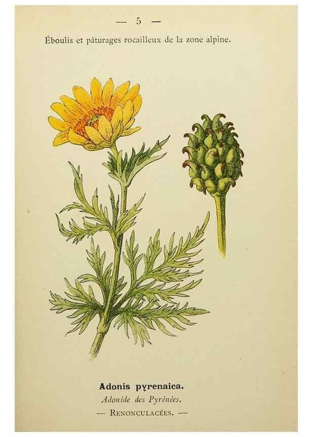 Reproducción/Reproduction 49345388741: Nouvelle flore coloriée de poche des Alpes et des Pyrénées.. Paris,Klincksieck,1906-1912.. 