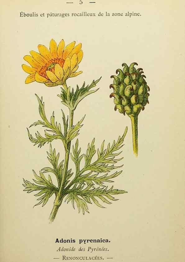 Reproducción/Reproduction 49345388741: Nouvelle flore coloriée de poche des Alpes et des Pyrénées.. Paris,Klincksieck,1906-1912.. 