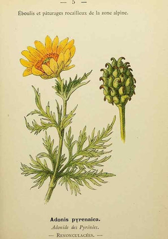 Reproducción/Reproduction 49345388741: Nouvelle flore coloriée de poche des Alpes et des Pyrénées.. Paris,Klincksieck,1906-1912.. 