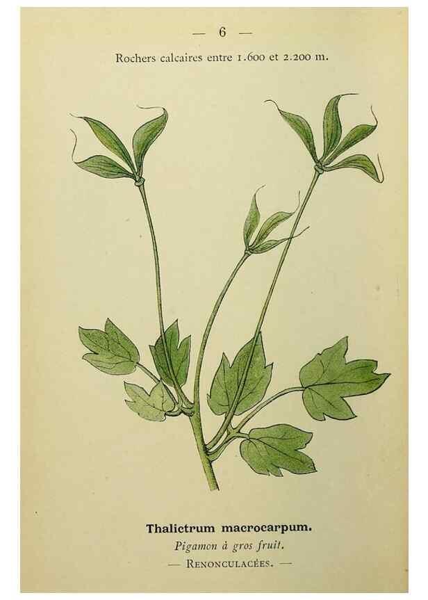 Reproducción/Reproduction 49345389046: Nouvelle flore coloriée de poche des Alpes et des Pyrénées.. Paris,Klincksieck,1906-1912.. 
