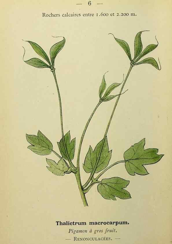 Reproducción/Reproduction 49345389046: Nouvelle flore coloriée de poche des Alpes et des Pyrénées.. Paris,Klincksieck,1906-1912.. 